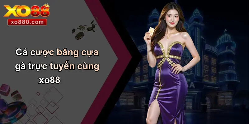 Băng Cựa Gà: Từ Truyền Thống Đến Cá Cược Hiện Đại Cùng XO88 Băng Cựa Gà: Từ Truyền Thống Đến Cá Cược Hiện Đại Cùng XO88