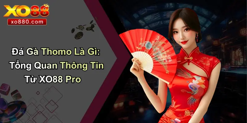 Đá Gà Thomo Là Gì: Tổng Quan Thông Tin Từ XO88 Pro Đá Gà Thomo Là Gì: Tổng Quan Thông Tin Từ XO88 Pro