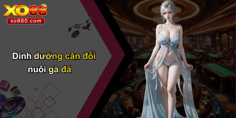 Cách Nuôi Gà Đá: Hướng Dẫn Chăm Sóc Huấn Luyện Gà Chiến XO88 Cách Nuôi Gà Đá: Hướng Dẫn Chăm Sóc Huấn Luyện Gà Chiến XO88