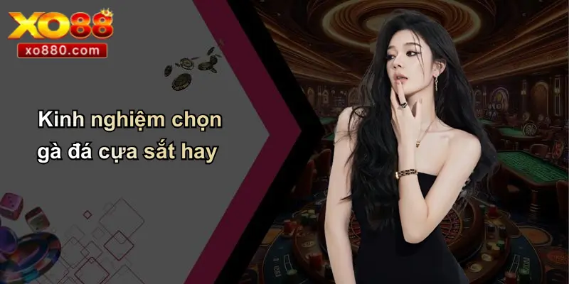 Đá Gà Cựa Sắt Là Gì: Tổng Quan, Kinh Nghiệm, Ưu Điểm XO88 Đá Gà Cựa Sắt Là Gì: Tổng Quan, Kinh Nghiệm, Ưu Điểm XO88