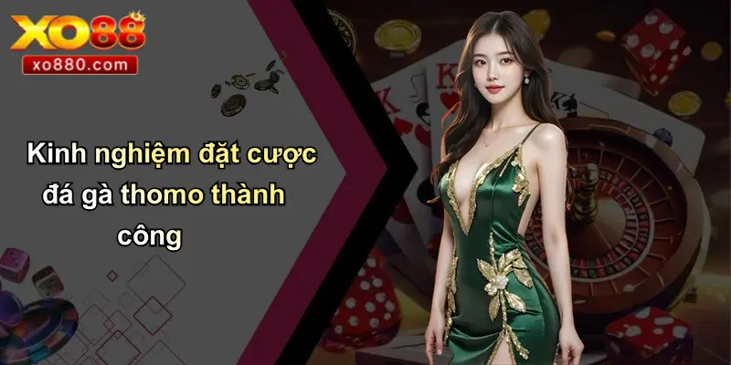 Đá Gà Thomo Là Gì: Tổng Quan Thông Tin Từ XO88 Pro Đá Gà Thomo Là Gì: Tổng Quan Thông Tin Từ XO88 Pro